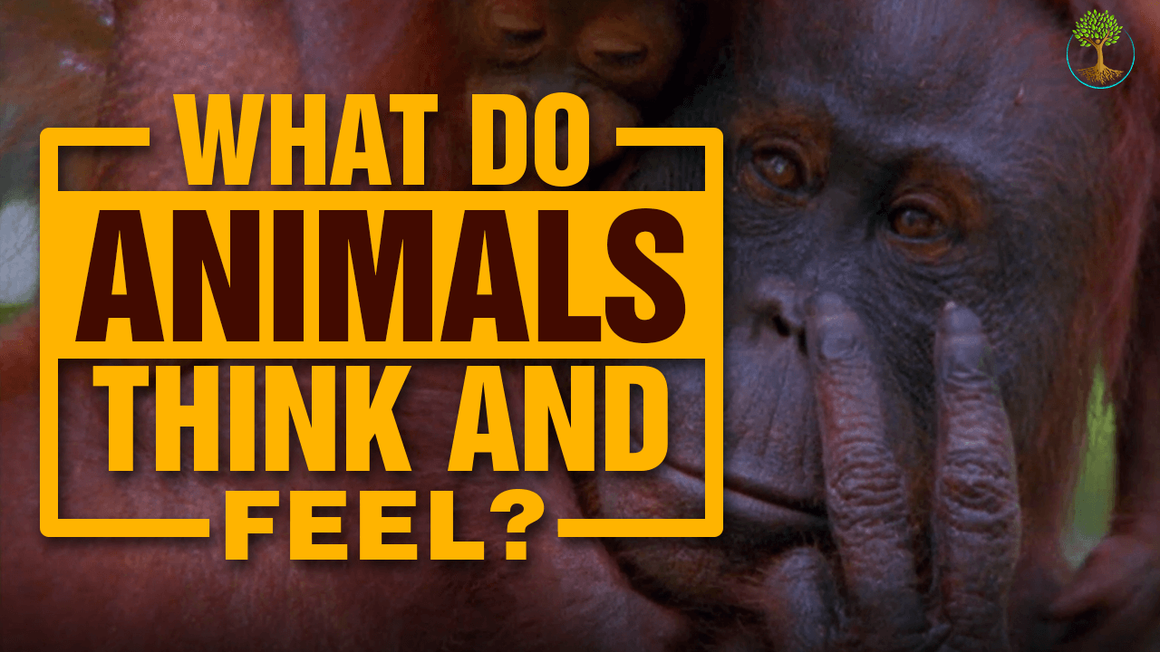 Yes, Animals Think And Feel. Here's How We Know